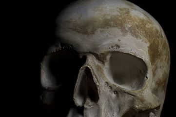 Skull