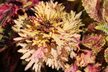 Coleus blumei or Painted nettle. Cultivar with pale yellow leaves