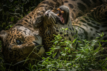 Onça Pintada / Jaguar (Panthera onca)