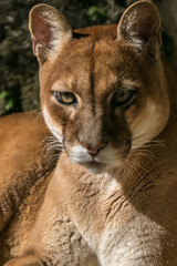 Onça Parda / Puma (Puma concolor)