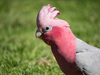 Galah rose-breasted cockatoo, galah cockatoo, pink and grey cockatoo or roseate cockatoo