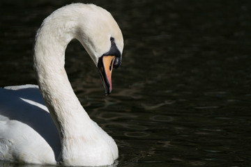 Cisne Branco / Mute Swan (Cygnus olor)