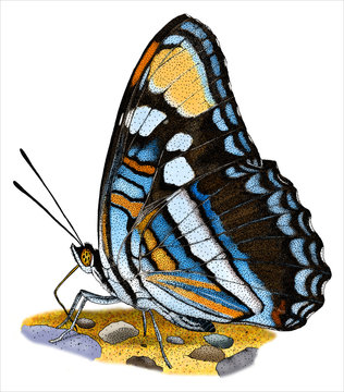 Drawing of an Arizona Sister Butterfly (Adelpha eulalia)