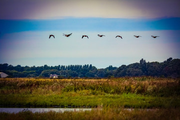 geese flying in formation
