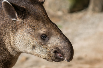 Fototapeta premium Anta Brasileira / South America Tapir (Tapirus terrestris)