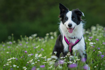 Junger Border Collie in einer Blumenwiese