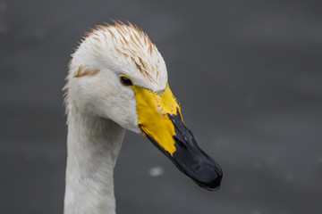 bewick's swan