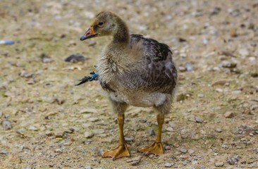 gosling
