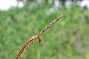 leaflets of pine close up