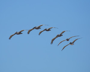 Brown Pelicans flying in California, summer 2018
