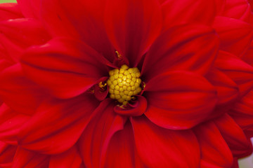 Detail of the center of a red dahlia