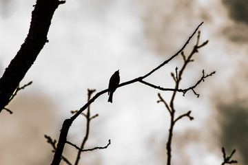 Fototapeta na wymiar Bird on a branch