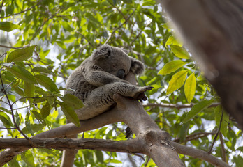 Koala durmiendo en arbol