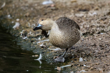 duck swimming