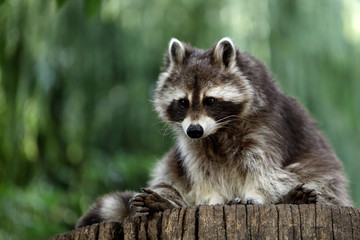 Portrait full body of lotor common raccoon on the tree trunk