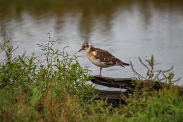 gull