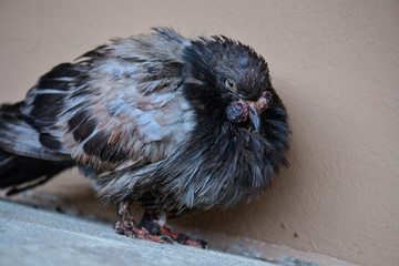 sad and sick pigeon