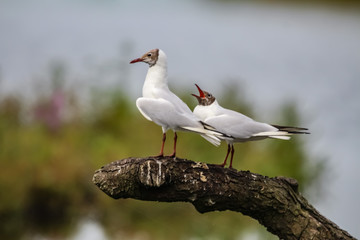 black headed gull