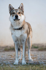 Czechoslovak wolfdog