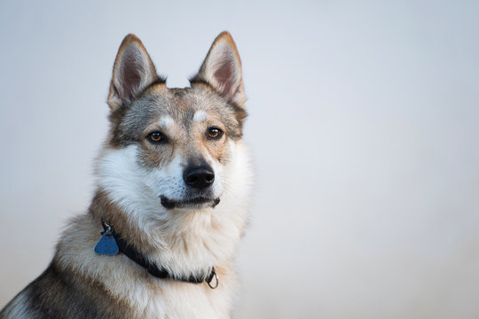 Czechoslovak wolfdog