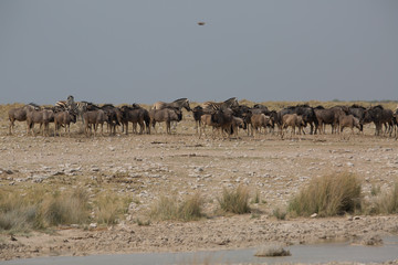 gnu buffalo group eating in africa