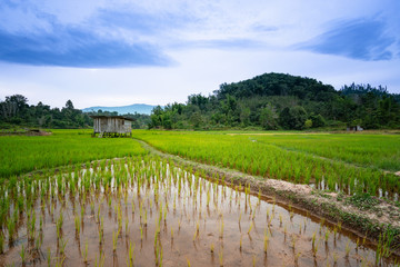 A little hut at a paddy field in Tambunan, Sabah, Malaysia.