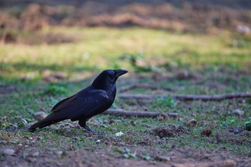 Black raven, sitting on the ground, watching