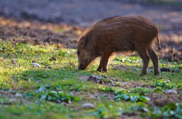 Little wild piglet, grazing in the sun