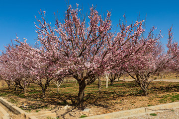 Obraz na płótnie Canvas Islamic Republic of Iran. Abadeh. Flowering Cherry trees.