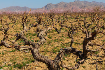 Fototapeta na wymiar Islamic Republic of Iran. Remote Fars province. Woody Grape vines.