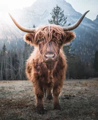 Wall murals Highland Cow Beautiful horned Highland Cattle enjoying the Sunrise on a Frozen Meadow in the Italian Dolomites