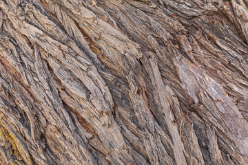 Islamic Republic of Iran. Abstract of tree bark.