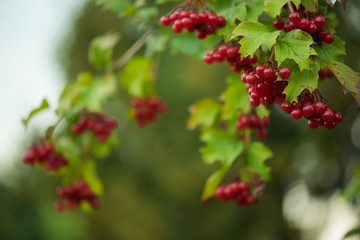 Viburnum berries on the bush