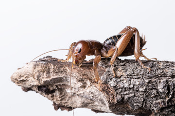 Jerusalem Cricket macro close up