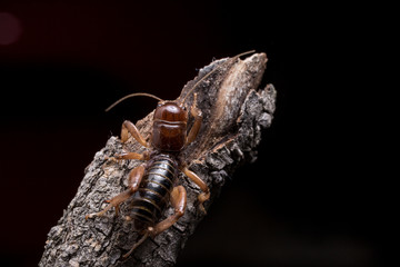 Jerusalem Cricket macro close up