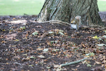 A squirrel eating a nut on a lawn in Knoxville Tennessee