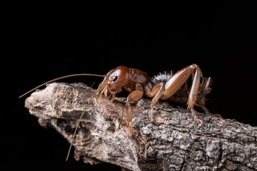 Jerusalem Cricket macro close up