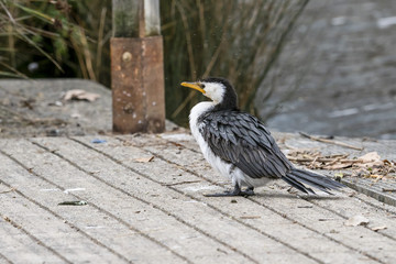Little Pied Cormorant (Microcarbo melanoleucos) race "melanoleucos"