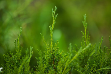 backyard small trees design