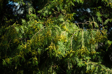 backyard small trees design