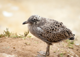 A juvenile sea gull in La Jolla, California