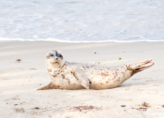 A Harbor seal (Phoca vitulina) lounging at Casa Beach, also known as the Children's Pool, in La Jolla California