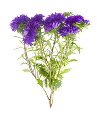Bouquet of autumn violet asters