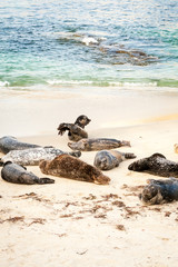 Fototapeta na wymiar Harbor seals (Phoca vitulina) lounging at Casa Beach, also known as the Children's Pool, in La Jolla California