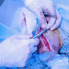 Dog in the animal hospital. Canine during surgery - rupture of the anterior cross linked double...
