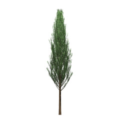 Fototapeta premium Tree