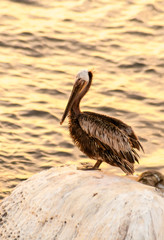 A Brown Pelican (Pelecanus occidentalis) perched on a rock next to the ocean at sunset in La Jolla, California