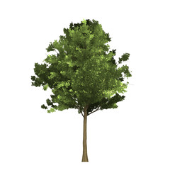 Fototapeta premium Tree