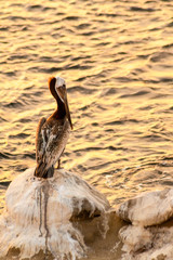 A Brown Pelican (Pelecanus occidentalis) perched on a rock next to the ocean at sunset in La Jolla, California