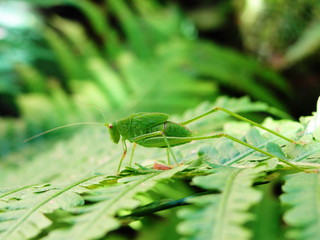 Small green grasshopper sits on a fern 